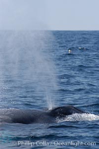 A blue whale blows (exhales, spouts) as it rests at the surface between dives.  A blue whales blow can reach 30 feet in the air and can be heard for miles.  The blue whale is the largest animal on earth, reaching 80 feet in length and weighing as much as 300,000 pounds.  South Coronado Island is in the background, Balaenoptera musculus, Coronado Islands (Islas Coronado)