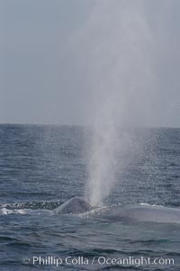 A blue whale blows (exhales, spouts) as it rests at the surface between dives.  A blue whales blow can reach 30 feet in the air and can be heard for miles.  The blue whale is the largest animal on earth, reaching 80 feet in length and weighing as much as 300,000 pounds.  South Coronado Island is in the background, Balaenoptera musculus, Coronado Islands (Islas Coronado)
