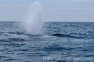 A blue whale blows (exhales, spouts) as it rests at the surface between dives.  A blue whales blow can reach 30 feet in the air and can be heard for miles.  The blue whale is the largest animal on earth, reaching 80 feet in length and weighing as much as 300,000 pounds.  North Coronado Island in the background, Balaenoptera musculus, Coronado Islands (Islas Coronado)