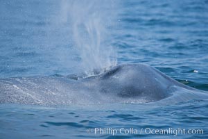 Blue whale exhaling at the ocean surface between dives.  San Diego.  Balaenoptera musculus.