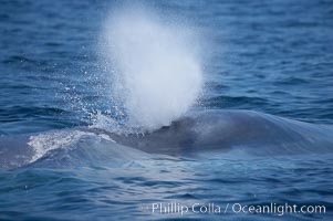 Blue whale, blows (exhales), Balaenoptera musculus, San Diego, California