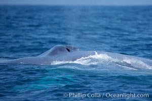 Blue whale, blows (exhales), Balaenoptera musculus, San Diego, California