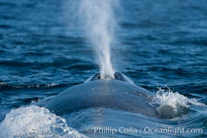 Blue whale, blowing (exhaling) between dives, Balaenoptera musculus, San Diego, California