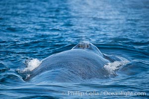 Blue whale, blowing (exhaling) between dives, Balaenoptera musculus, San Diego, California