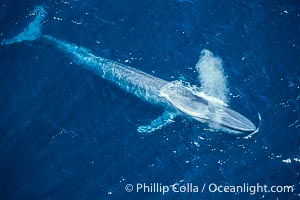 Blue whale, blowing, Balaenoptera musculus