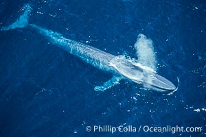 Blue whale, blowing, Balaenoptera musculus