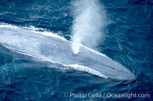 Blue whale, exhaling in a huge blow as it swims at the surface between deep dives.  The blue whale's blow is a combination of water spray from around its blowhole and condensation from its warm breath, Balaenoptera musculus, La Jolla, California