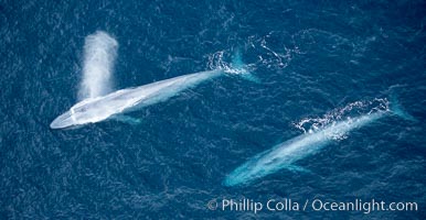 Blue whales, one exhaling in a giant blow, aerial photo, La Jolla.