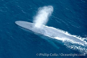 Blue whale, exhaling in a huge blow as it swims at the surface between deep dives.  The blue whale's blow is a combination of water spray from around its blowhole and condensation from its warm breath, Balaenoptera musculus, La Jolla, California