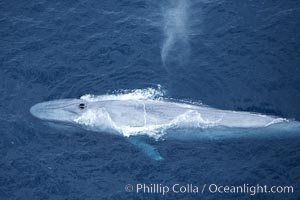 Blue whale, exhaling in a huge blow as it swims at the surface between deep dives.  The blue whale's blow is a combination of water spray from around its blowhole and condensation from its warm breath. La Jolla, California, USA, Balaenoptera musculus, natural history stock photograph, photo id 21280