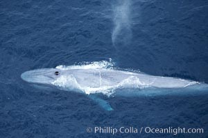 Blue whale, exhaling in a huge blow as it swims at the surface between deep dives.  The blue whale's blow is a combination of water spray from around its blowhole and condensation from its warm breath, Balaenoptera musculus, La Jolla, California