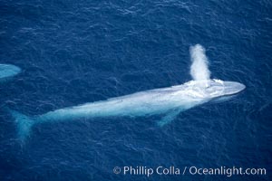 Blue whale, exhaling in a huge blow as it swims at the surface between deep dives.  The blue whale's blow is a combination of water spray from around its blowhole and condensation from its warm breath, Balaenoptera musculus, La Jolla, California