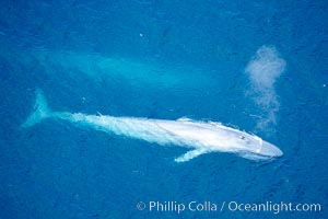 Blue whale, exhaling in a huge blow as it swims at the surface between deep dives.  The blue whale's blow is a combination of water spray from around its blowhole and condensation from its warm breath, Balaenoptera musculus, La Jolla, California