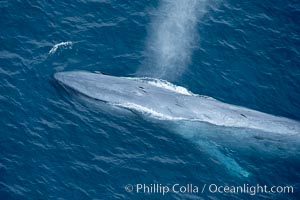 Blue whale, exhaling in a huge blow as it swims at the surface between deep dives.  The blue whale's blow is a combination of water spray from around its blowhole and condensation from its warm breath, Balaenoptera musculus, La Jolla, California