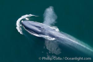 Blue whale, exhaling as it surfaces from a dive, aerial photo. Redondo Beach, California.  Balaenoptera musculus.