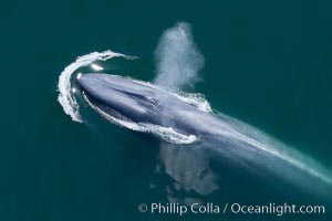 Blue whale, exhaling as it surfaces from a dive, aerial photo.  The blue whale is the largest animal ever to have lived on Earth, exceeding 100' in length and 200 tons in weight, Balaenoptera musculus, Redondo Beach, California