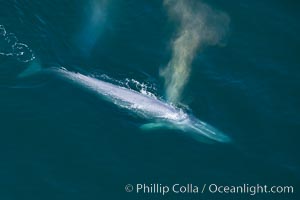 Blue whale, exhaling as it surfaces from a dive, aerial photo.  The blue whale is the largest animal ever to have lived on Earth, exceeding 100' in length and 200 tons in weight, Balaenoptera musculus, Redondo Beach, California