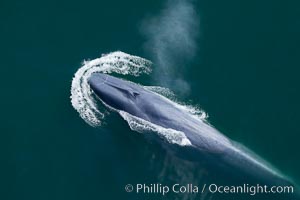 Blue whale, exhaling as it surfaces from a dive, aerial photo.  The blue whale is the largest animal ever to have lived on Earth, exceeding 100' in length and 200 tons in weight, Balaenoptera musculus, Redondo Beach, California