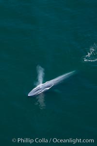 Blue whale, exhaling as it surfaces from a dive, aerial photo.  The blue whale is the largest animal ever to have lived on Earth, exceeding 100' in length and 200 tons in weight, Balaenoptera musculus, Redondo Beach, California