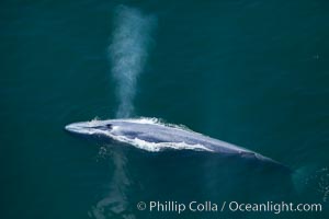 Blue whale, exhaling as it surfaces from a dive, aerial photo.  The blue whale is the largest animal ever to have lived on Earth, exceeding 100' in length and 200 tons in weight, Balaenoptera musculus, Redondo Beach, California