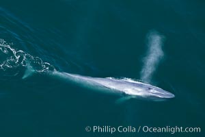 Blue whale, exhaling as it surfaces from a dive, aerial photo.  The blue whale is the largest animal ever to have lived on Earth, exceeding 100' in length and 200 tons in weight, Balaenoptera musculus, Redondo Beach, California