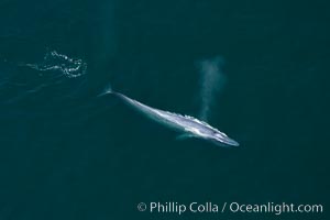 Blue whale, exhaling as it surfaces from a dive, aerial photo.  The blue whale is the largest animal ever to have lived on Earth, exceeding 100' in length and 200 tons in weight, Balaenoptera musculus, Redondo Beach, California