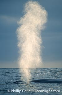 A blue whale spouts at sunset.  The blow, or spout, of a blue whale can reach 30 feet into the air.  The blue whale is the largest animal ever to live on earth., Balaenoptera musculus, natural history stock photograph, photo id 02217