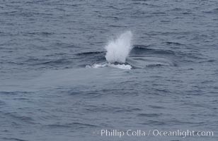 A blue whale blows (spouts) just as it surfaces after spending time at depth in search of food.  Offshore Coronado Islands, Balaenoptera musculus, Coronado Islands (Islas Coronado)