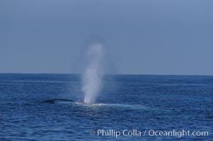 A blue whale blows (spouts) just as it surfaces after spending time at depth in search of food.  Open ocean offshore of San Diego, Balaenoptera musculus