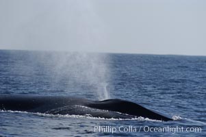 A blue whale blows (spouts) just as it surfaces after spending time at depth in search of food.  Open ocean offshore of San Diego, Balaenoptera musculus