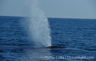 A blue whale blows (spouts) just as it surfaces after spending time at depth in search of food.  Open ocean offshore of San Diego, Balaenoptera musculus