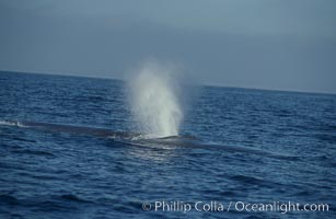 A blue whale blows (spouts) just as it surfaces after spending time at depth in search of food.  Open ocean offshore of San Diego, Balaenoptera musculus