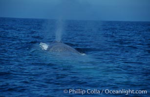 A blue whale blows (spouts) just as it surfaces after spending time at depth in search of food.  Open ocean offshore of San Diego, Balaenoptera musculus