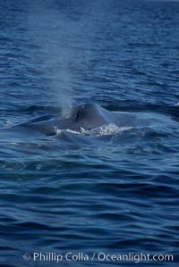 A blue whale blows (spouts) just as it surfaces after spending time at depth in search of food.  Open ocean offshore of San Diego, Balaenoptera musculus