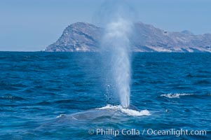 A blue whale blows (exhales, spouts) as it rests at the surface between dives.  A blue whales blow can reach 30 feet in the air and can be heard for miles.  The blue whale is the largest animal on earth, reaching 80 feet in length and weighing as much as 300,000 pounds.  North Coronado Island is in the background. Coronado Islands (Islas Coronado), Baja California, Mexico, Balaenoptera musculus, natural history stock photograph, photo id 09497