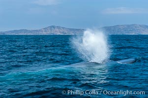 A blue whale blows (exhales, spouts) as it rests at the surface between dives.  A blue whales blow can reach 30 feet in the air and can be heard for miles.  The blue whale is the largest animal on earth, reaching 80 feet in length and weighing as much as 300,000 pounds.  South Coronado Island is in the background, Balaenoptera musculus, Coronado Islands (Islas Coronado)