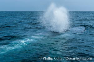 A blue whale blows (exhales, spouts) as it rests at the surface between dives.  A blue whales blow can reach 30 feet in the air and can be heard for miles.  The blue whale is the largest animal on earth, reaching 80 feet in length and weighing as much as 300,000 pounds.  Near Islas Coronado (Coronado Islands), Balaenoptera musculus, Coronado Islands (Islas Coronado)