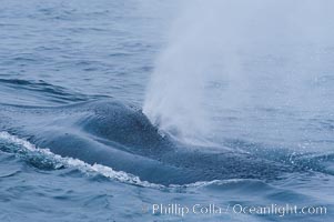A blue whale blows (exhales, spouts) as it rests at the surface between dives.  A blue whales blow can reach 30 feet in the air and can be heard for miles.  The blue whale is the largest animal on earth, reaching 80 feet in length and weighing as much as 300,000 pounds.  Near Islas Coronado (Coronado Islands), Balaenoptera musculus, Coronado Islands (Islas Coronado)