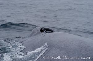 A blue whale opens its twin blowholes while breathing at the surface between dives.  The blue whale is the largest animal on earth, reaching 80 feet in length and weighing as much as 300,000 pounds.  Near Islas Coronado (Coronado Islands), Balaenoptera musculus, Coronado Islands (Islas Coronado)