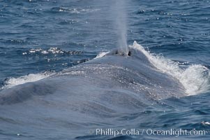 A blue whale blows (exhales, spouts) as it rests at the surface between dives.  A blue whales blow can reach 30 feet in the air and can be heard for miles.  The blue whale is the largest animal on earth, reaching 80 feet in length and weighing as much as 300,000 pounds.  Near Islas Coronado (Coronado Islands), Balaenoptera musculus, Coronado Islands (Islas Coronado)