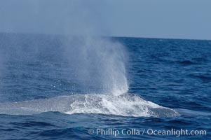 A blue whale blows (exhales, spouts) as it rests at the surface between dives.  A blue whales blow can reach 30 feet in the air and can be heard for miles.  The blue whale is the largest animal on earth, reaching 80 feet in length and weighing as much as 300,000 pounds.  Near Islas Coronado (Coronado Islands), Balaenoptera musculus, Coronado Islands (Islas Coronado)