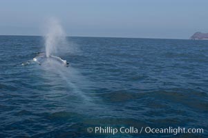 A blue whale blows (exhales, spouts) as it rests at the surface between dives.  A blue whales blow can reach 30 feet in the air and can be heard for miles.  The blue whale is the largest animal on earth, reaching 80 feet in length and weighing as much as 300,000 pounds.  Near Islas Coronado (Coronado Islands), Balaenoptera musculus, Coronado Islands (Islas Coronado)