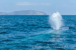 A blue whale blows (exhales, spouts) as it rests at the surface between dives.  A blue whales blow can reach 30 feet in the air and can be heard for miles.  The blue whale is the largest animal on earth, reaching 80 feet in length and weighing as much as 300,000 pounds.  Near Islas Coronado (Coronado Islands), Balaenoptera musculus, Coronado Islands (Islas Coronado)