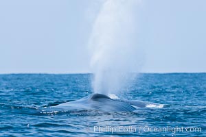 Blue whale, blows (exhales), Balaenoptera musculus, San Diego, California