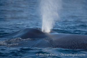Blue whale, blowing (exhaling) between dives, Balaenoptera musculus, San Diego, California