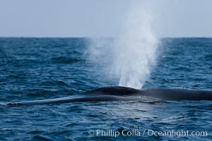 Blue whale, blowing (exhaling) between dives, Balaenoptera musculus, San Diego, California