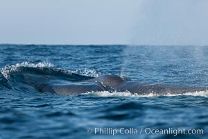 Blue whale, blowing (exhaling) between dives, Balaenoptera musculus, San Diego, California