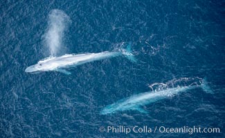 Two blue whales swimming at the surface, one is blowing a spout (combination of water and condensation), aerial view in the Pacific Ocean near San Diego.