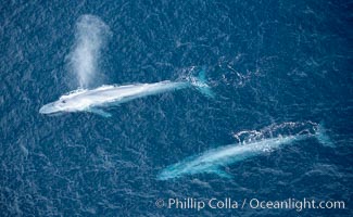 Blue whale, exhaling in a huge blow as it swims at the surface between deep dives.  The blue whale's blow is a combination of water spray from around its blowhole and condensation from its warm breath, Balaenoptera musculus, La Jolla, California