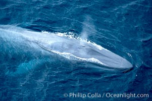 Blue whale, exhaling in a huge blow as it swims at the surface between deep dives.  The blue whale's blow is a combination of water spray from around its blowhole and condensation from its warm breath, Balaenoptera musculus, La Jolla, California